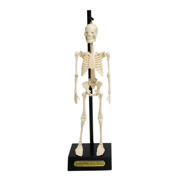 Анатомичен модел на скелета Anatomical Skeleton - Rex London