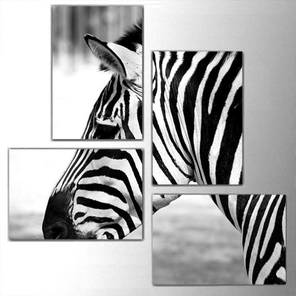 4dílný obraz Zebra, 76x76 cm