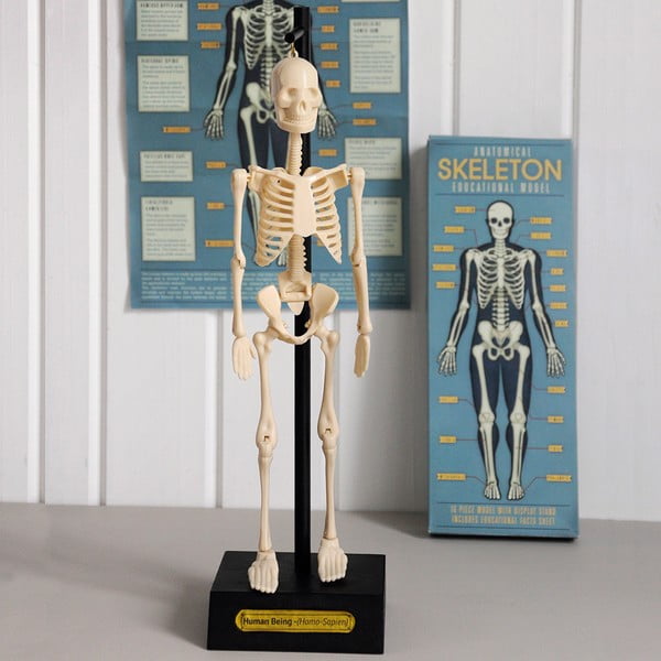 Анатомичен модел на скелета Anatomical Skeleton - Rex London-image-1
