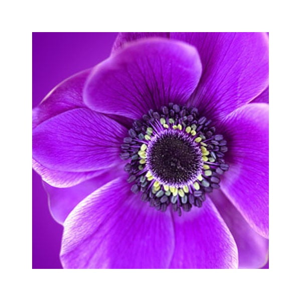 Obraz na skle Fialový květ, 50x50 cm