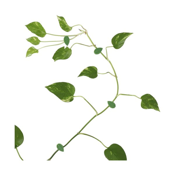 Цветарник 10 бр. от рециклирана пластмаса (височина 3 cm) – Esschert Design-image-2