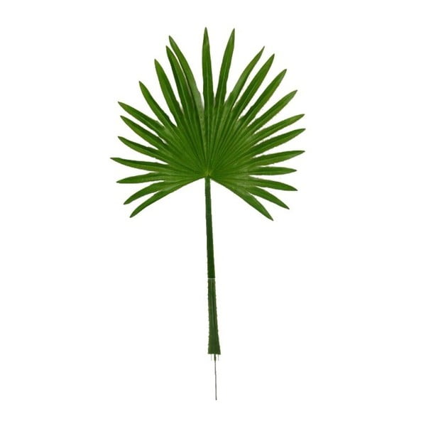 Dekorativní list Boltze Palm
