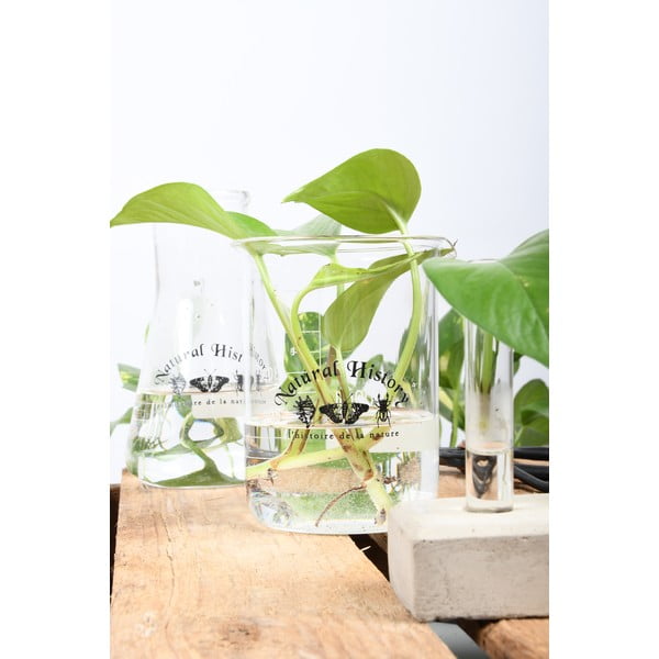 Стъклена ваза (височина 12 cm) Natural History – Esschert Design-image-2