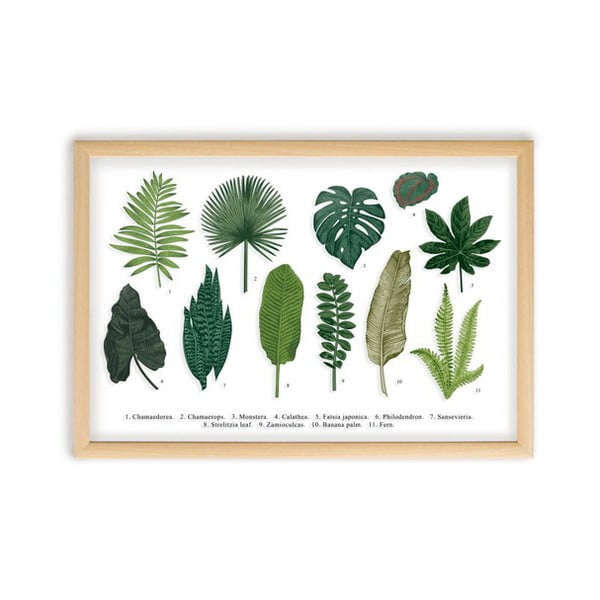 Картина с рамка от борова дървесина Ръководство за листа, 50 x 70 cm Leaves Guide - Surdic
