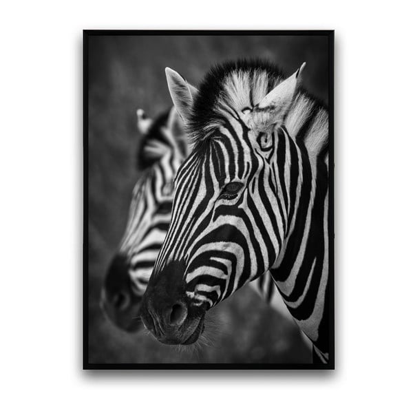 Plakát v dřevěném rámu Zebra