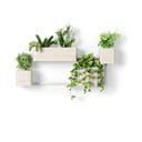Пластмасови стенни/висящи кашпи в комплект от4 бр. за билки Cubiko – Umbra