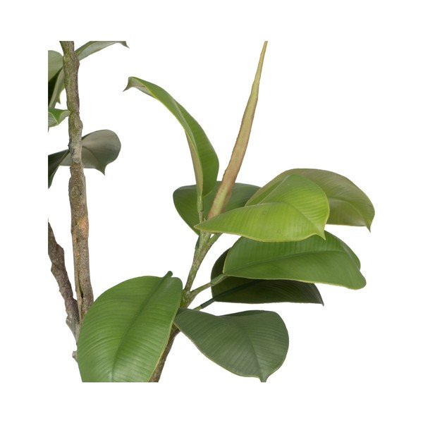 Изкуствено растение (височина 116 cm) Oak Tree – Ixia-image-1