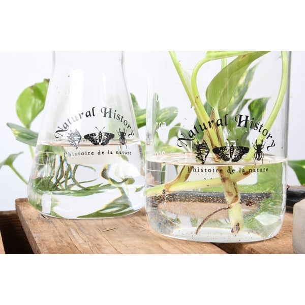 Стъклена ваза (височина 12 cm) Natural History – Esschert Design-image-3