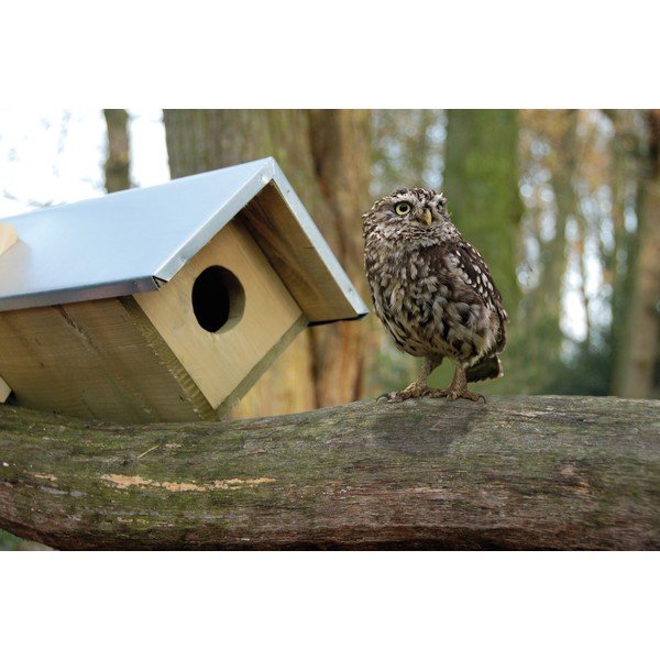 Дървена къщичка за сови – Esschert Design-image-1