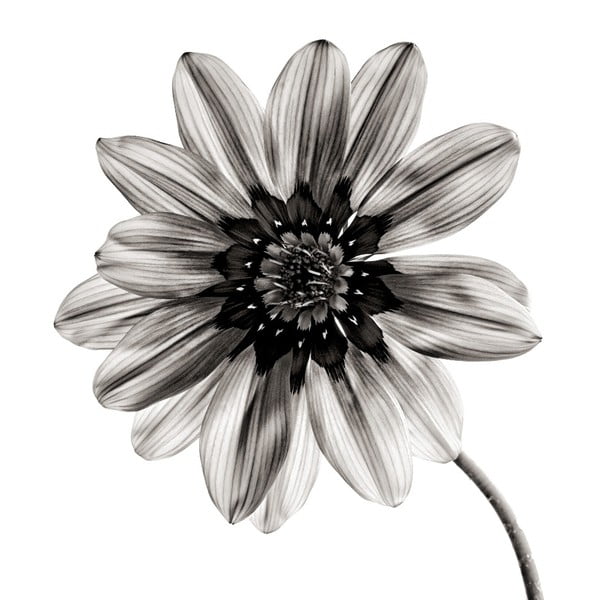 Черно и бяло рисуване върху стъкло Цвете, 30 x 30 cm - Insigne