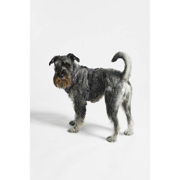 Тъмносива каишка S дължина 30 cm Modena Asphalt S – MiaCara-image-1