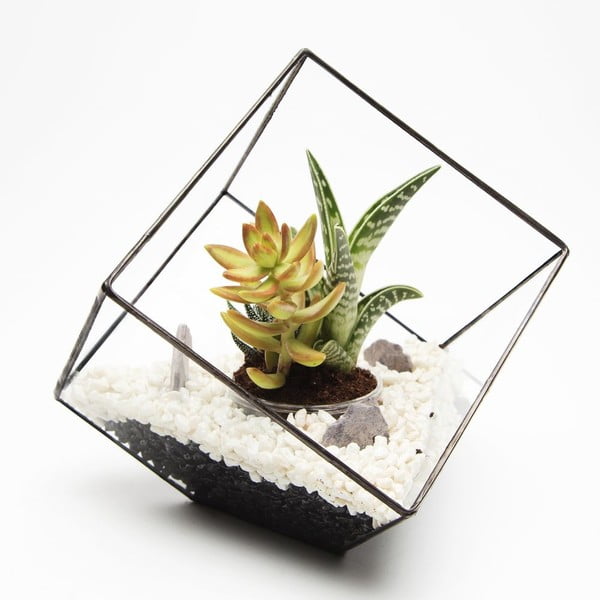 Terárium s rostlinami Urban Botanist Cube, tmavý rám