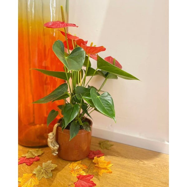 Малка декорация от полирезин Monkey – Sass & Belle-image-3