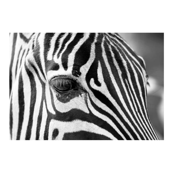 Obraz DecoMalta Zebra, 80 x 60 cm