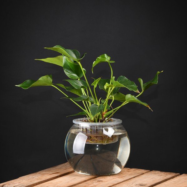 Растение за отглеждане на растения , височина 17,6 cm - Esschert Design-image-1