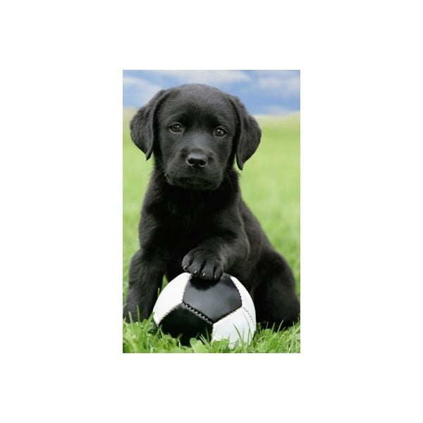 Футболно кученце, 51x81 cm - Postershop