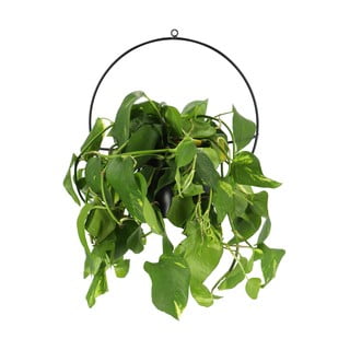 Черен държач за саксии, монтиран на стената Planter - Esschert Design
