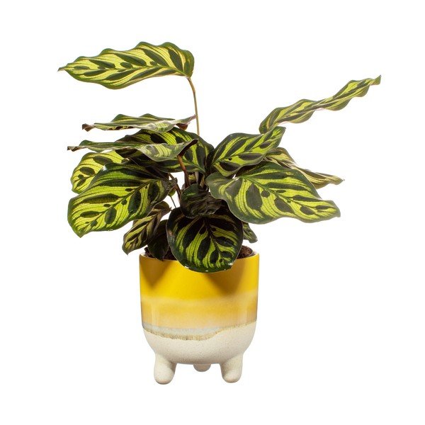 Жълта саксия Bohemian Home , ø 11,7 cm Mojave - Sass & Belle-image-2