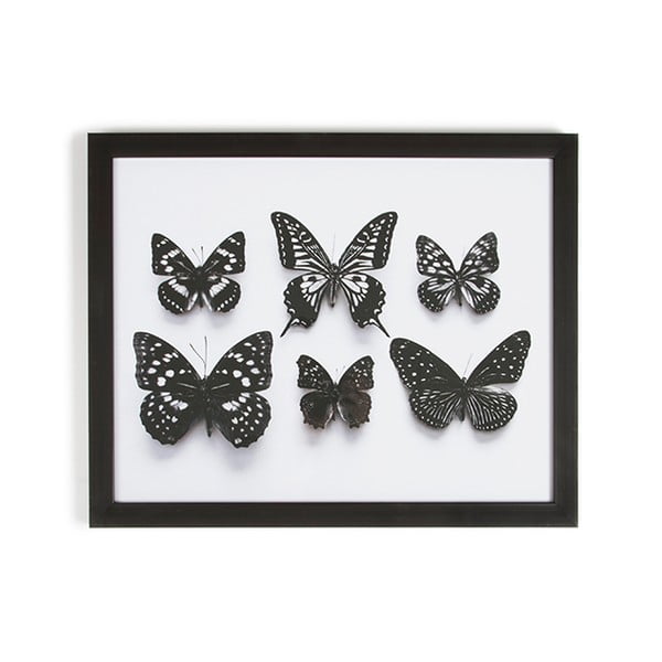 Картина в рамка Ботаническа пеперуда, 50 x 40 cm Botanical Butterflies - Graham & Brown