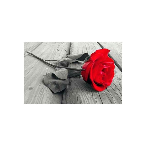 Fotoobraz Red Rose