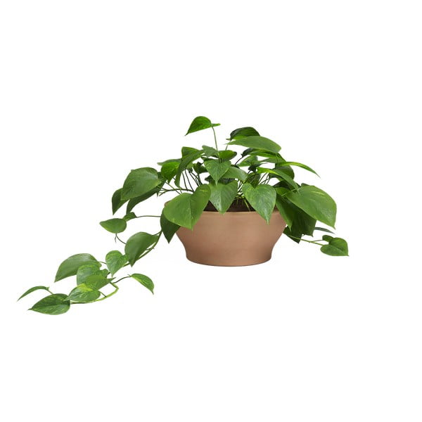 Теракотена саксия за цветя ø 31 cm Saramago – Artevasi-image-1