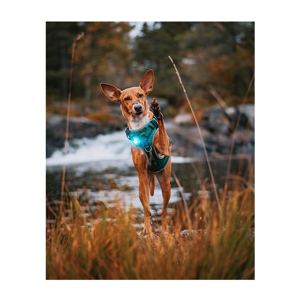 LED светлина за яка Turquoise - Orbiloc-image-4