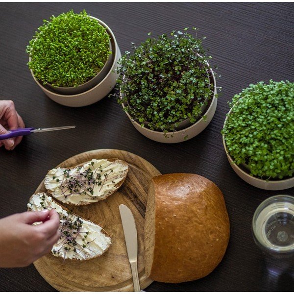 Пластмасова купичка за покълване ø 16 cm Microgreens – Plastia-image-1