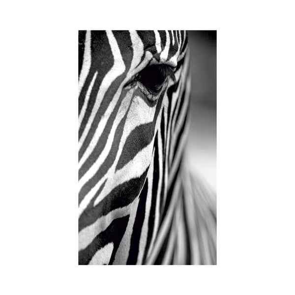 Obraz Black&White Zebra, 41 x 70 cm