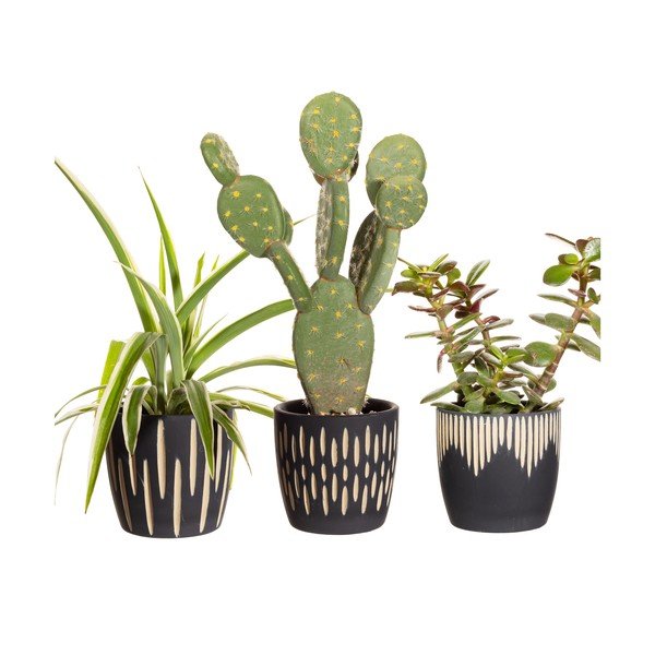 Теракотени покрития за саксии в комплект от 3 бр. ø 8 cm Grafitto – Sass & Belle-image-2