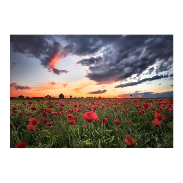 Obraz DecoMalta Poppies, 65 x 50 cm