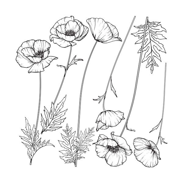 Комплект стикери за стена Poppies - Ambiance-image-1