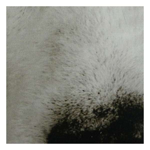 Polštář Sepia Wolf 50x35 cm-image-1