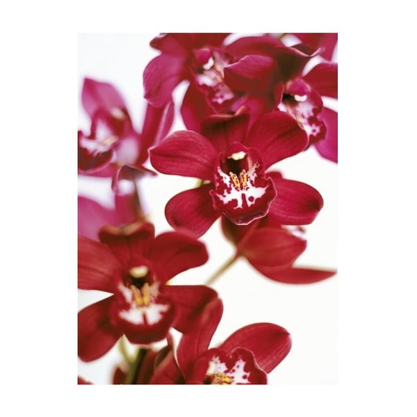 Obraz na plátně Orchideje, 100x70 cm