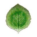 Зелена керамична чиния , 19 x 22 cm Riviera - Costa Nova