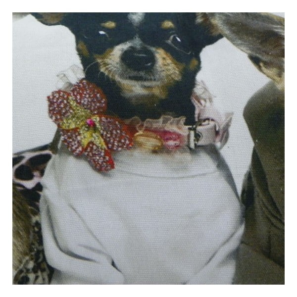 Polštář Chihuahuas 35x50 cm-image-1