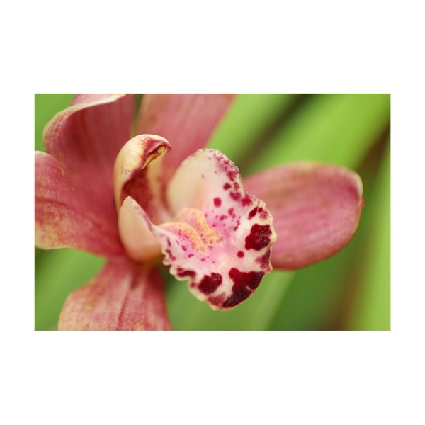 Fotoobraz Orchidej, 40x60 cm, exkluzivní edice
