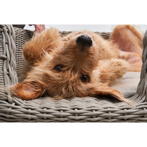 Бежово легло за куче 58x68 cm Mio Greige S – MiaCara-image-1