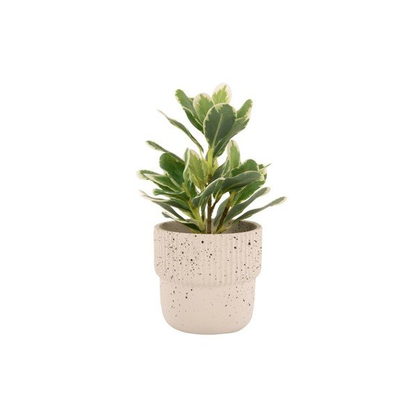 Светлобежова бетонна саксия ø 14 cm Speckles - PT LIVING-image-2