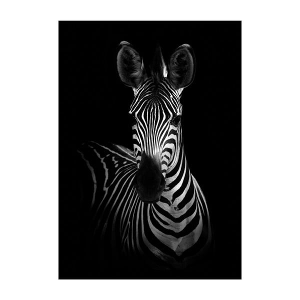 Плакат Могъща зебра, 40 x 30 cm - Imagioo