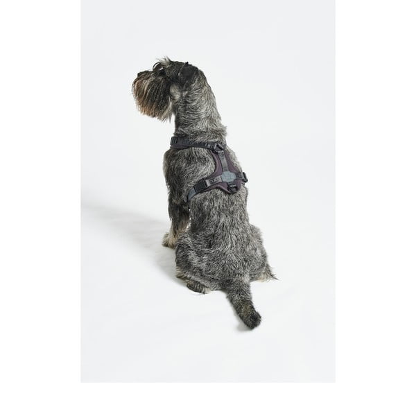 Тъмносива каишка S дължина 30 cm Modena Asphalt S – MiaCara-image-2