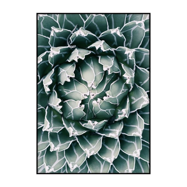 Плакат Кактус в близък план, 40 x 30 cm - Imagioo