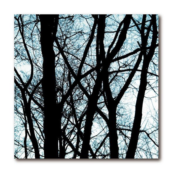 Obraz Old Trees 2