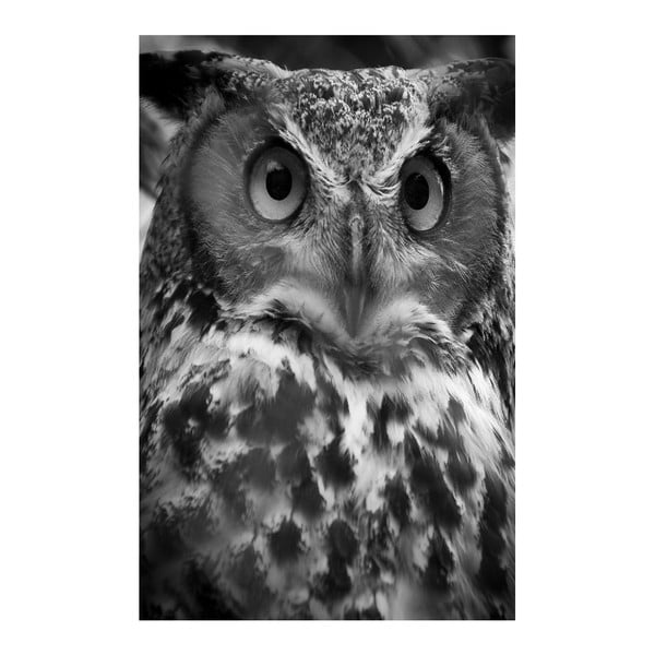 Obraz Black&White Owl, 45 x 70 cm