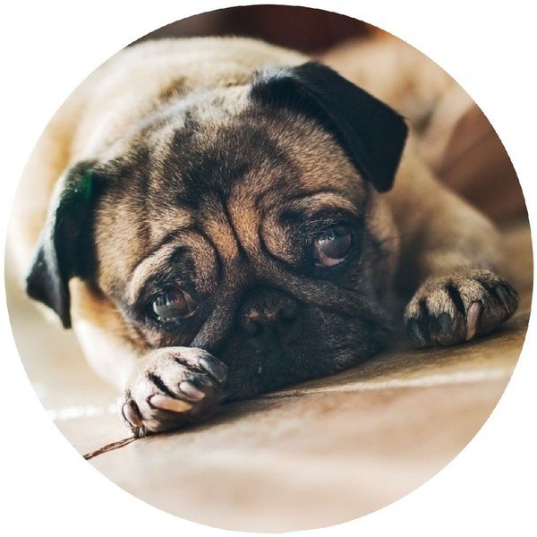 Háček Wenko Pug-image-1