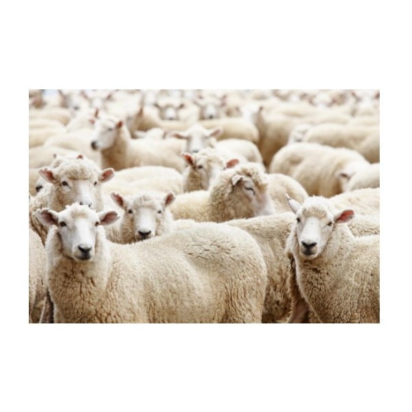 Předložka Sheep 75x50 cm