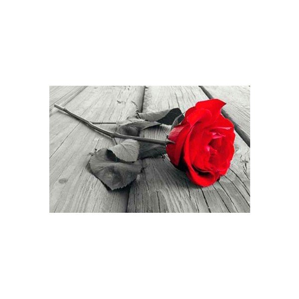Rose, 81x51 cm