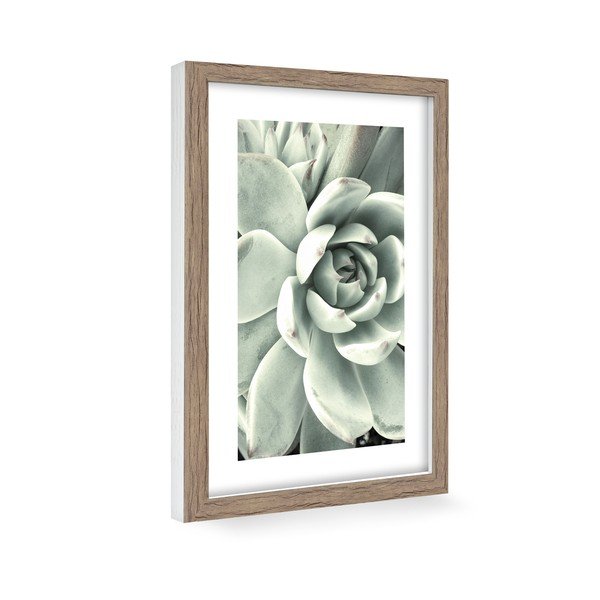 Плакат 60x90 cm Aloe  -image-1