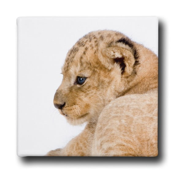 Obraz Butter Kings Baby Lion