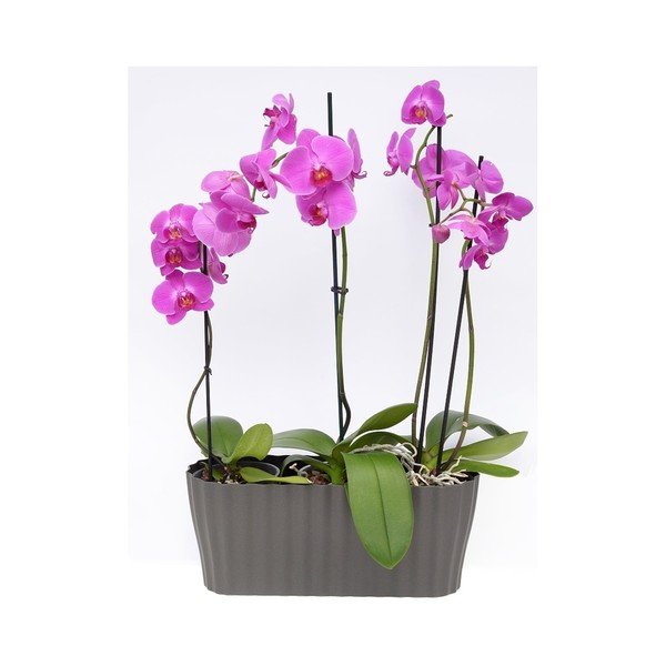 Антрацитно сива саксия Tirola, дължина 38 cm - Plastia-image-2