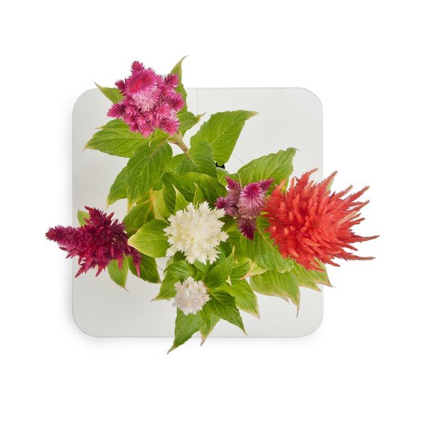 Startovací květináč Celosia-image-1